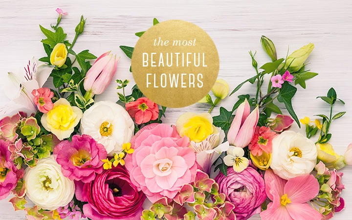 Unique and Gorgeous Flowers For A Colorful Summer